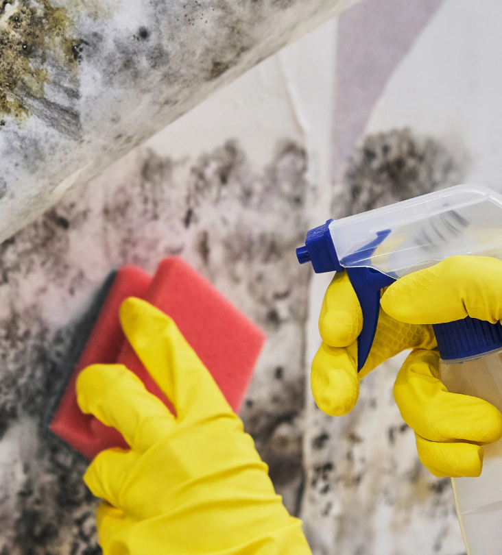 hands with glove cleaning mold from wall with sponge and spray bottle