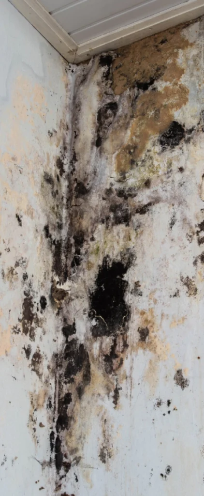 water damage causing mold growth on interior walls